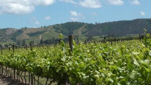 Chile Wine Tour Bodegas Re vineyard 