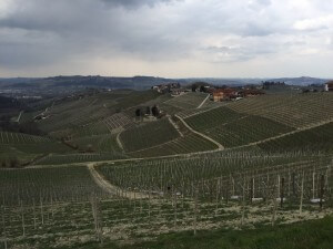 Barbaresco-vineyards