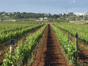 Vineyard view at I Pastini