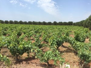 Tour 3 Morella vineyard