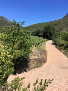 South Africa Wine Tour Keermont vineyard