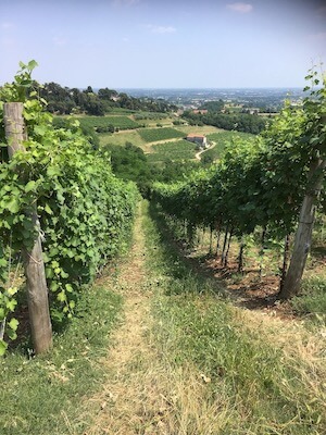 Breganze wine tour