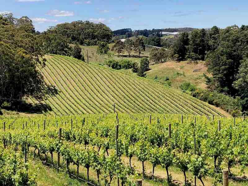 Adelaide Hills Tim Syrad Wine Tours South Australia 2019