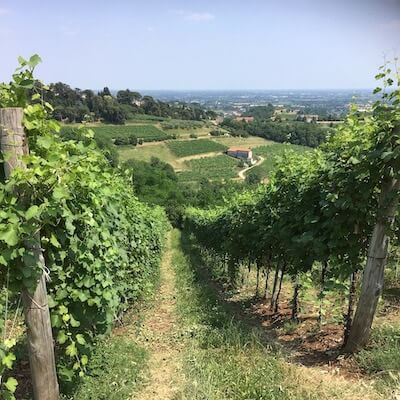 Friuli Venezia Wine Tour 2019