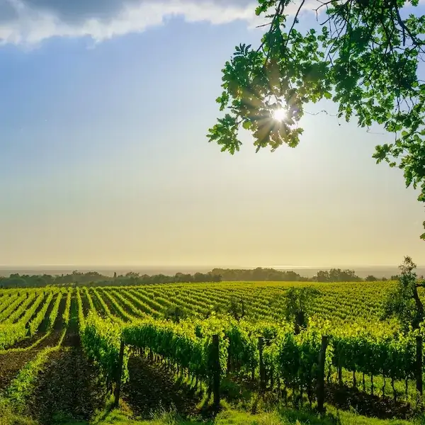 Tuscany Wine Tour Maremma