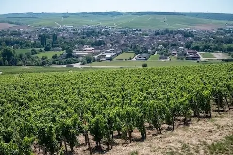 Burgundy Wine Tour Chablis