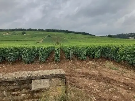 Burgundy Wine Tour Richebourg